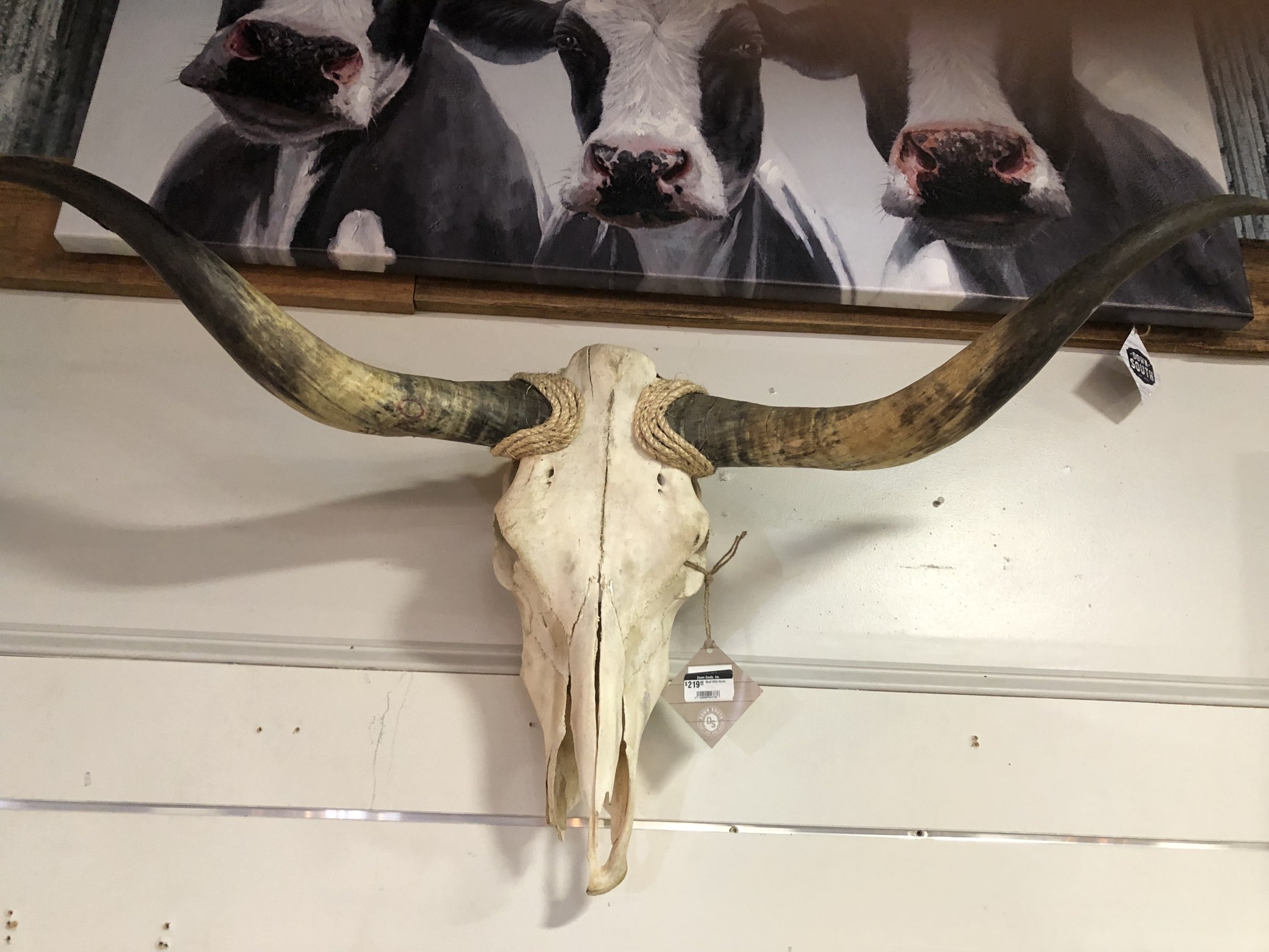 Longhorn Skull