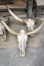 Longhorn Skull