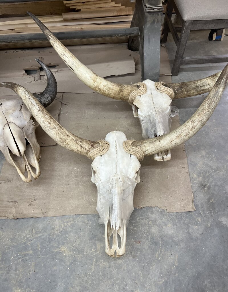 Longhorn Skull