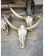 Longhorn Skull