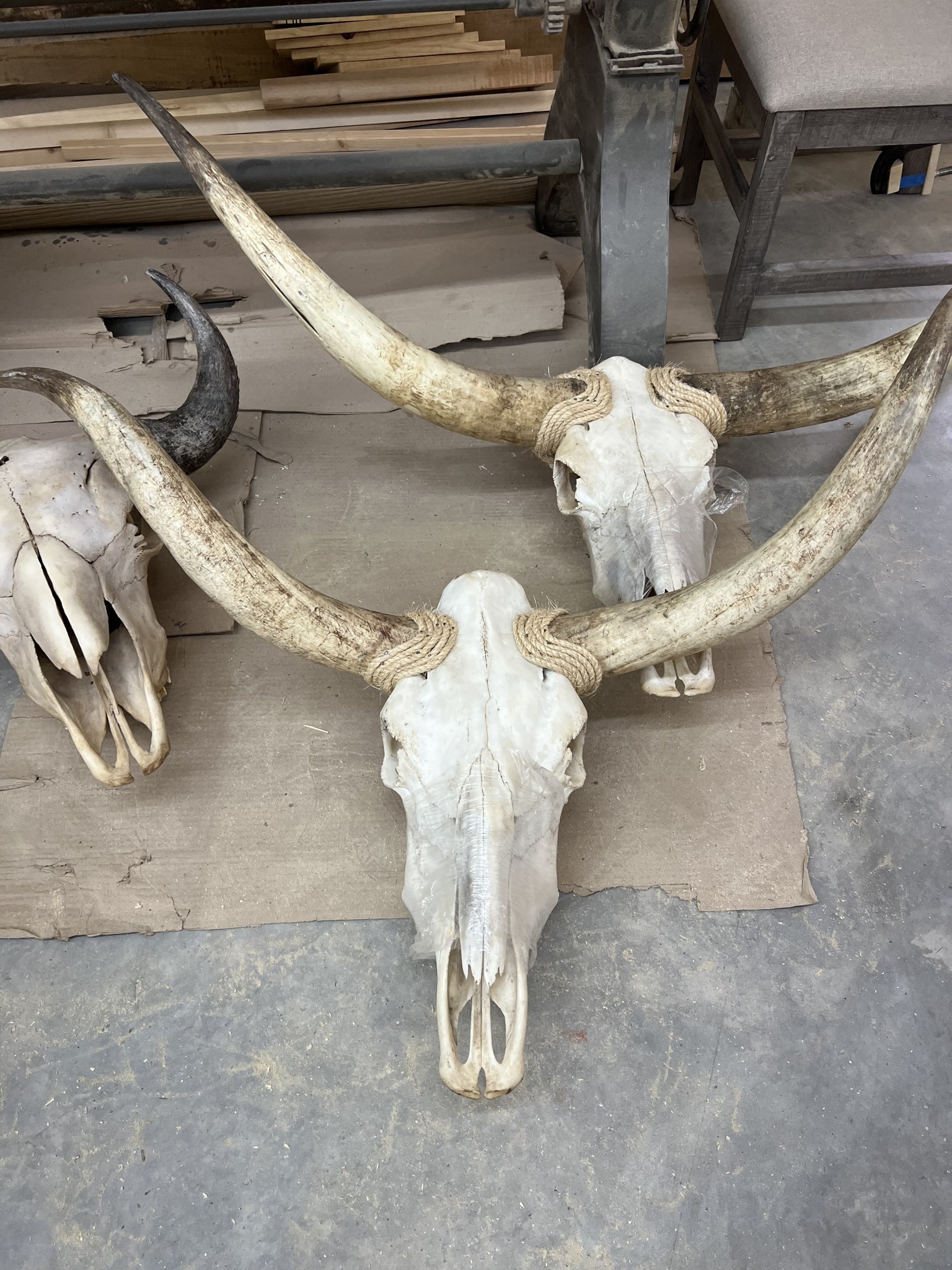 Longhorn Skull