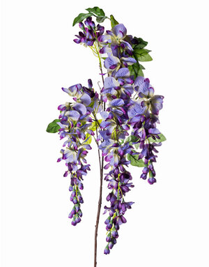 LG Wisteria Purple