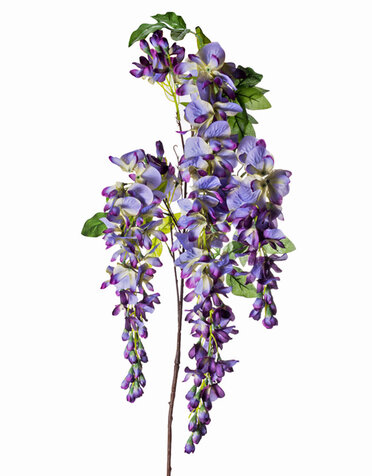 LG Wisteria Purple