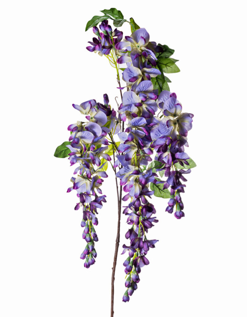 LG Wisteria Purple