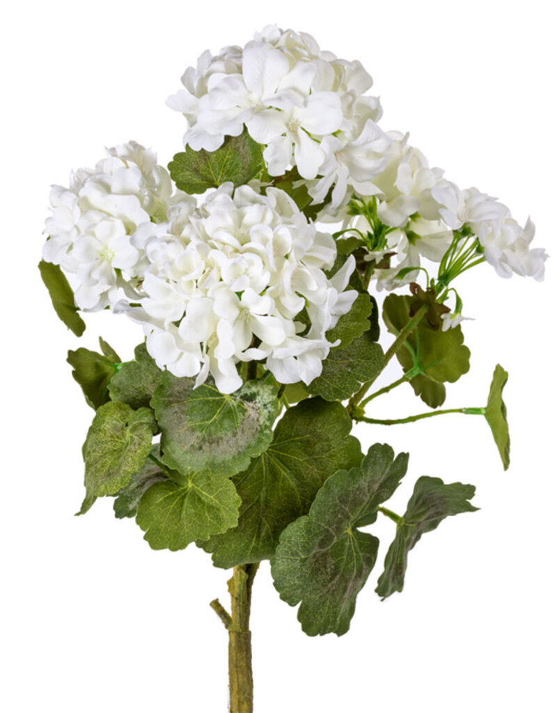 SM Geranium Cream