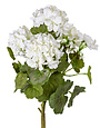 SM Geranium Cream