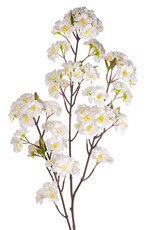 Cream Cherry Blossom
