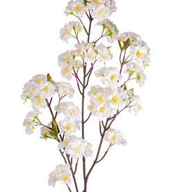 Cream Cherry Blossom