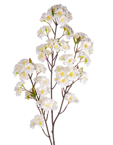 Cream Cherry Blossom