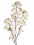 Cream Cherry Blossom
