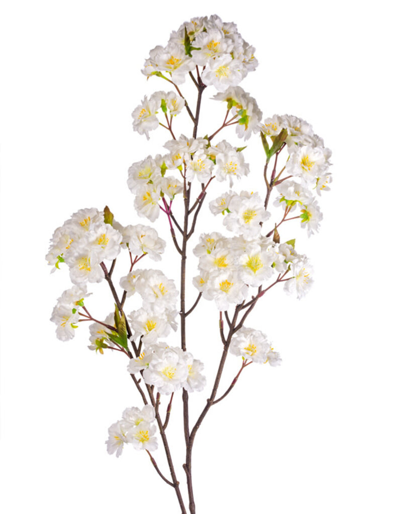Cream Cherry Blossom