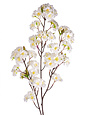 Cream Cherry Blossom
