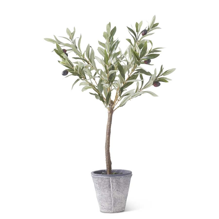 24 Inch Olive Tree w/Gray Wash Pot