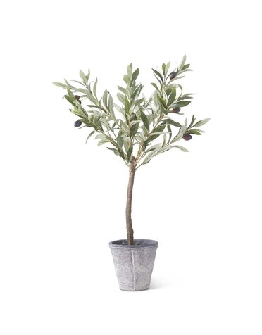 24 Inch Olive Tree w/Gray Wash Pot