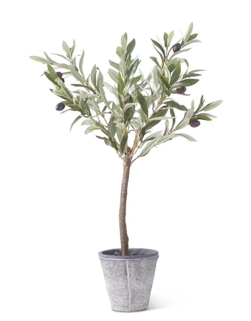 24 Inch Olive Tree w/Gray Wash Pot