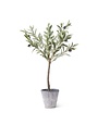 24 Inch Olive Tree w/Gray Wash Pot