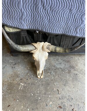 Steer Skull