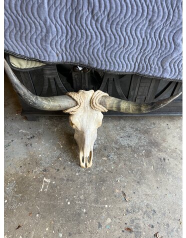 Steer Skull