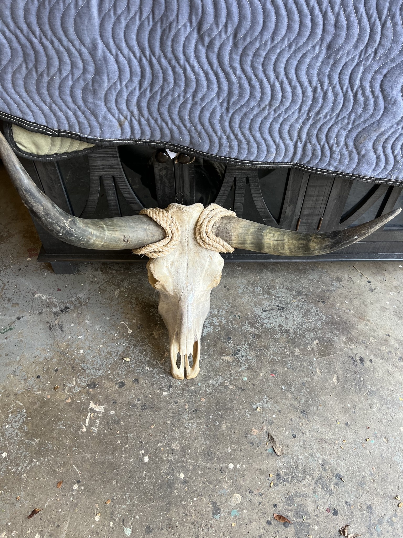 Steer Skull