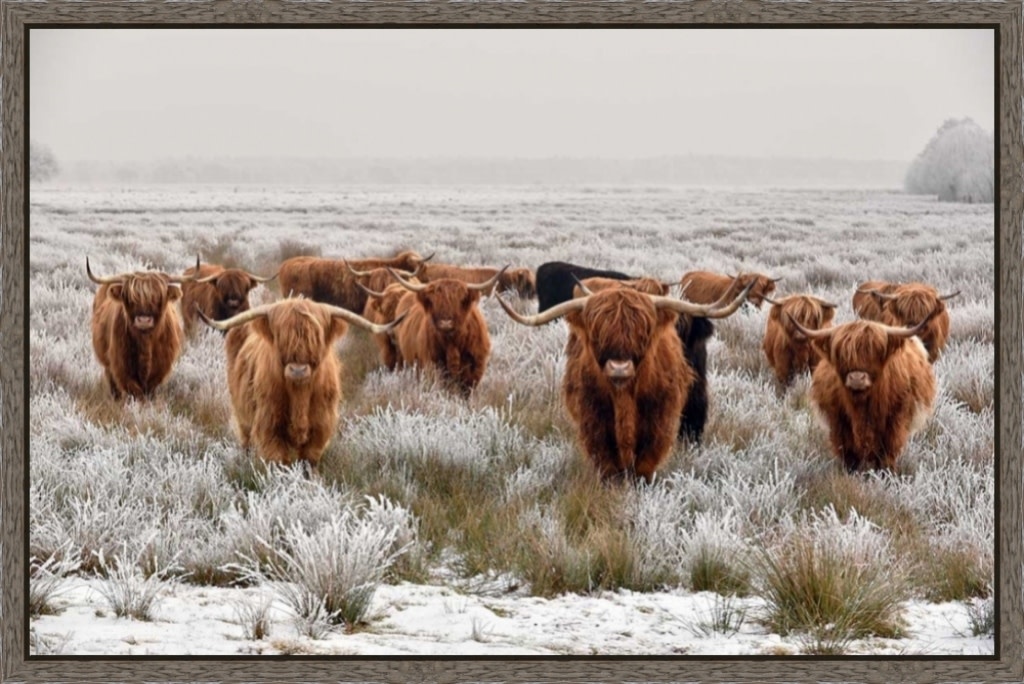 Highlander Family In Winter 30X45