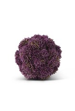 4 Inch Dark Purple Sedum Ball