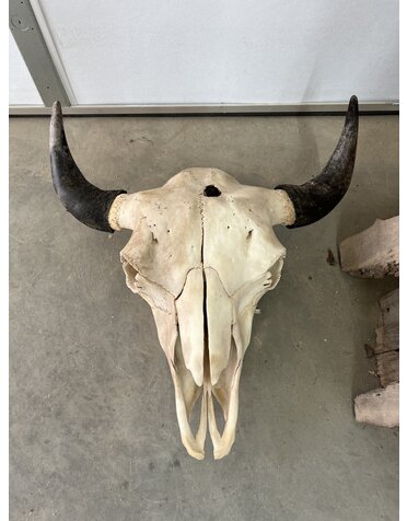 Buffalo Skull