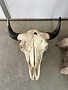 Buffalo Skull