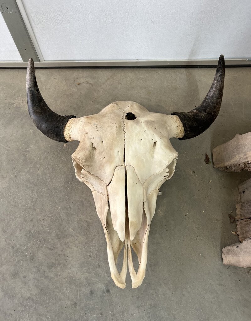 Buffalo Skull