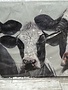 Triple Cow Canvas