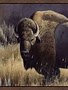 Bison and Magpies 16X32