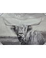 Long Haired Longhorn BW C