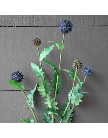 Globe Thistle Stem