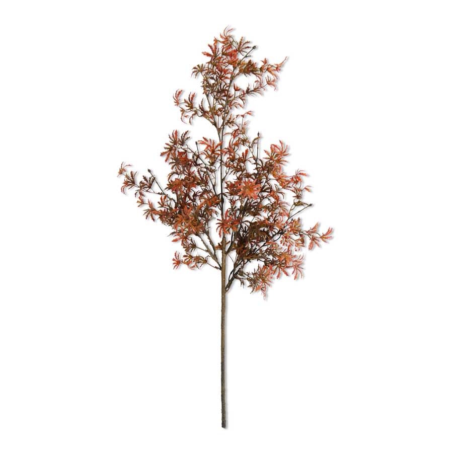 30 Inch Fall Japanese Maple Stem