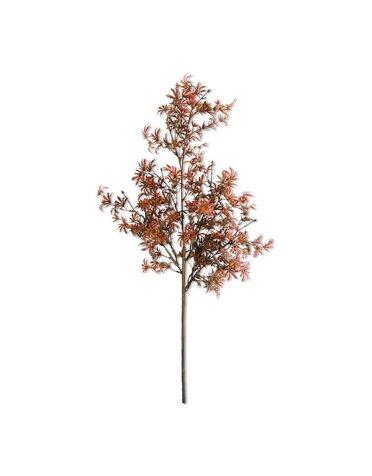30 Inch Fall Japanese Maple Stem