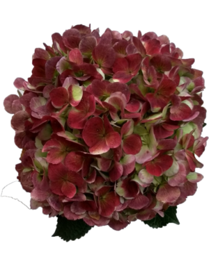 Red & Green Hydrangea