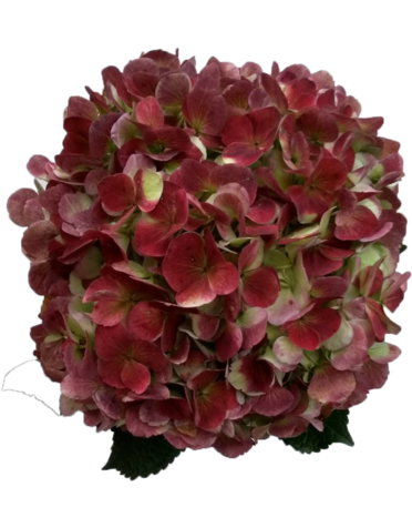 Red & Green Hydrangea