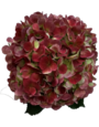 Red & Green Hydrangea