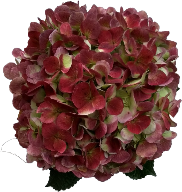 Red & Green Hydrangea