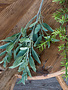 Crafted Sage Stem