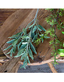 Crafted Sage Stem