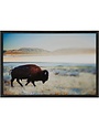 Where the Buffalo Roam Framed Art (38" x 26")