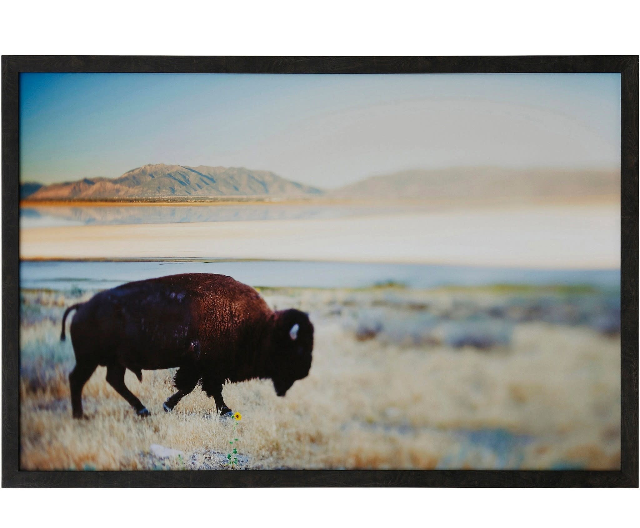 Where the Buffalo Roam Framed Art (38" x 26")