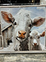 Cows by Window Canvas