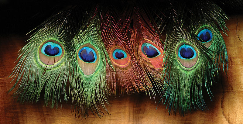 Hareline Peacock Eyed Sticks