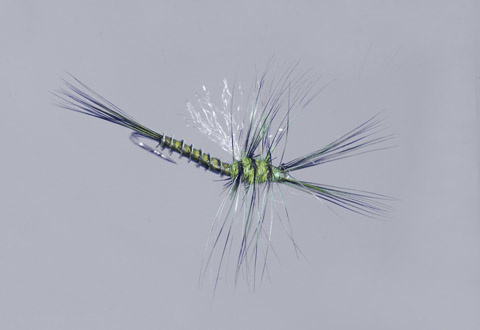 Galloup's BWO Biot Cripple  (L5)