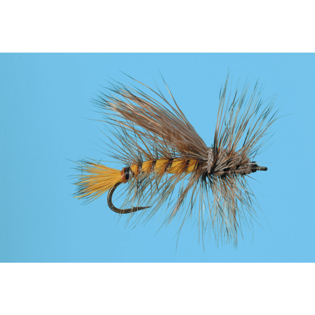 Golden Stonefly