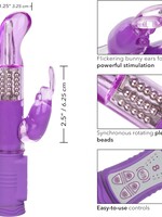 Shane's World Shane's World Jack Rabbit "G"