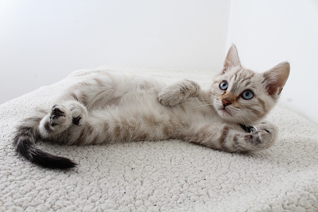 Tips For Keeping Your Cat Relaxed
