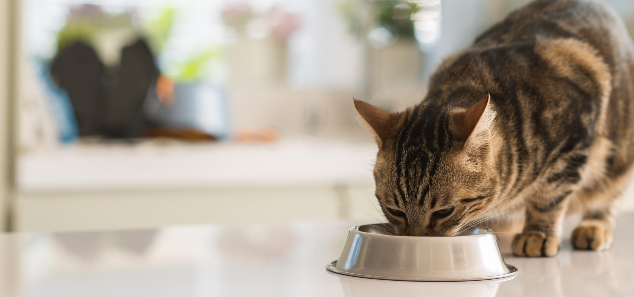 Why Is My Cat Always Hungry?