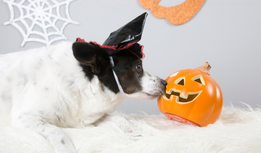 Keep Your Pets Safe While Trick-Or-Treating this Halloween